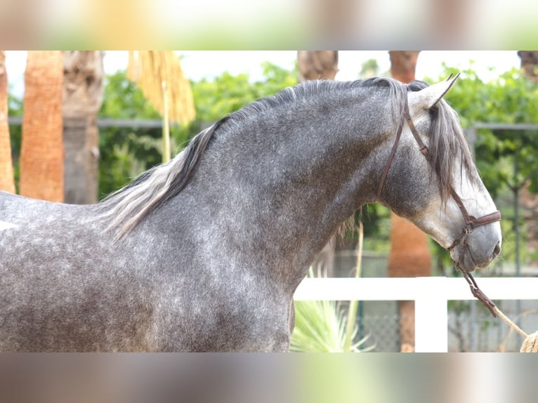 PRE Mix Stallion 6 years 17,1 hh Gray in NAVAS DEL MADRONO