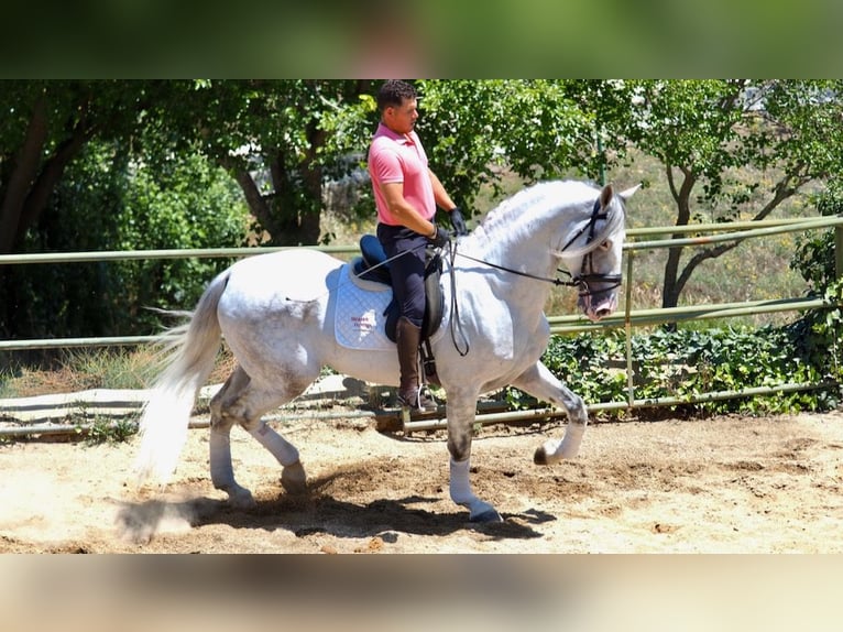 PRE Mix Stallion 6 years 17,1 hh Gray in NAVAS DEL MADRONO