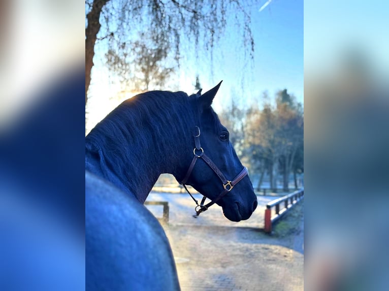 PRE Mix Stallion 6 years 17 hh Black in Passau