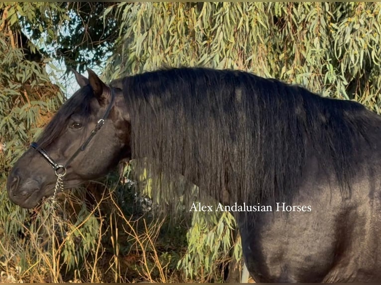 PRE Mix Stallion 6 years 17 hh Black in Sevilla