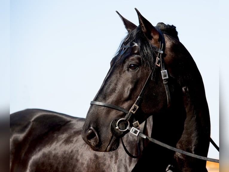 PRE Stallion 6 years 17 hh Black in Vilshofen