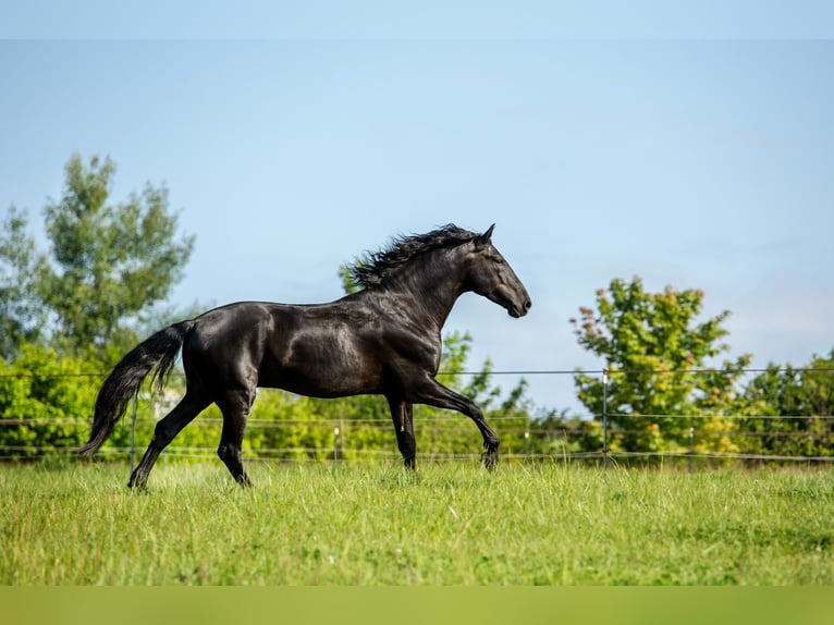 PRE Stallion 6 years 17 hh Black in Vilshofen