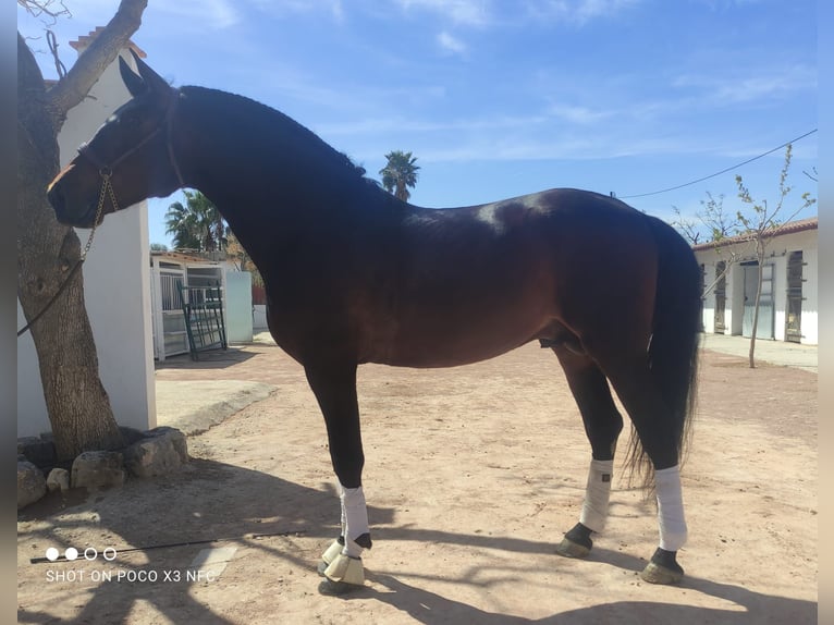 PRE Stallion 6 years 17 hh Brown in Agost