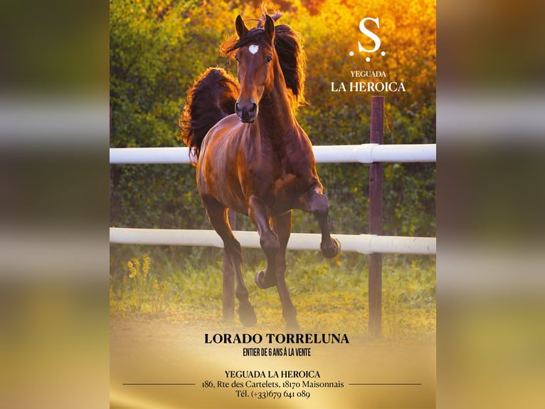 PRE Stallion 6 years 17 hh Brown in Maisonnais