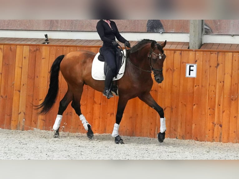 PRE Stallion 6 years 17 hh Brown-Light in HEUVELLAND