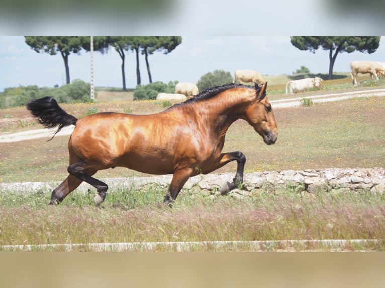 PRE Mix Stallion 6 years 17 hh Buckskin in NAVAS DEL MADRONO
