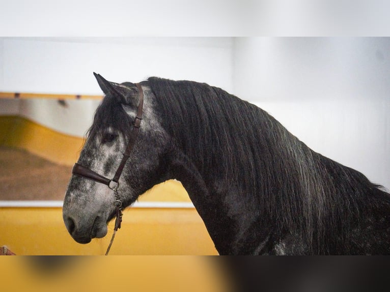 PRE Mix Stallion 6 years 17 hh Grey in Rafelguaraf