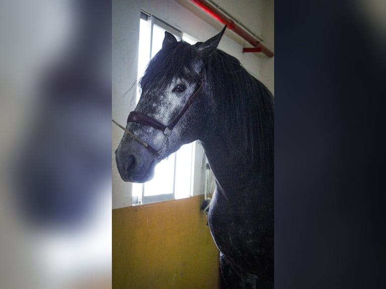 PRE Mix Stallion 6 years 17 hh Grey in Rafelguaraf