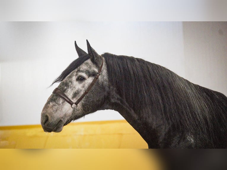 PRE Mix Stallion 6 years 17 hh Grey in Rafelguaraf