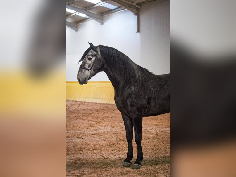 PRE Mix Stallion 6 years 17 hh Grey in Rafelguaraf