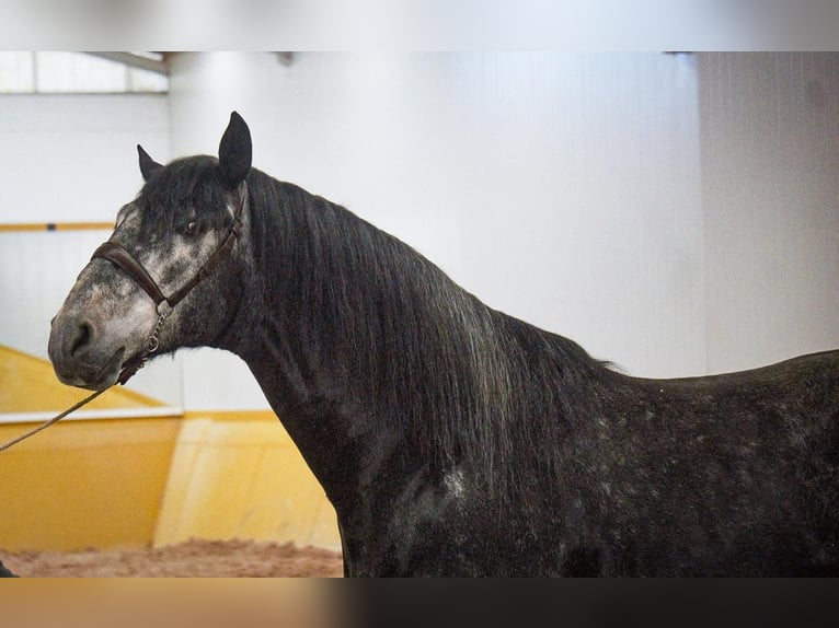 PRE Mix Stallion 6 years 17 hh Grey in Rafelguaraf