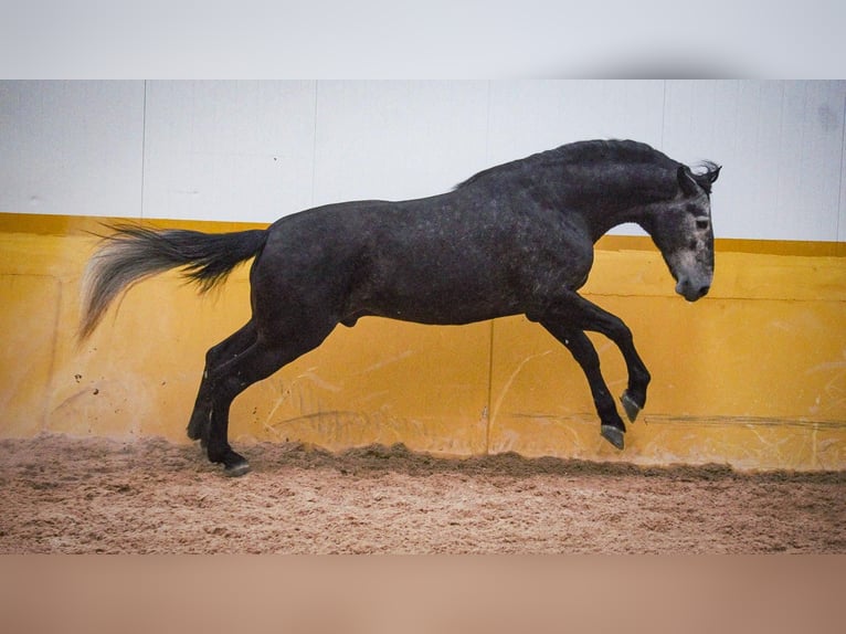 PRE Mix Stallion 6 years 17 hh Grey in Rafelguaraf