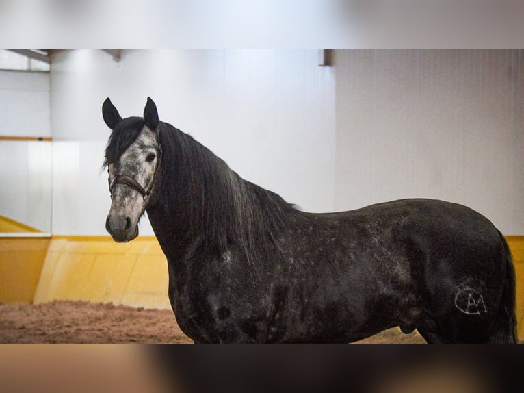 PRE Mix Stallion 6 years 17 hh Grey in Rafelguaraf