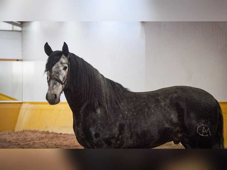 PRE Mix Stallion 6 years 17 hh Grey in Rafelguaraf