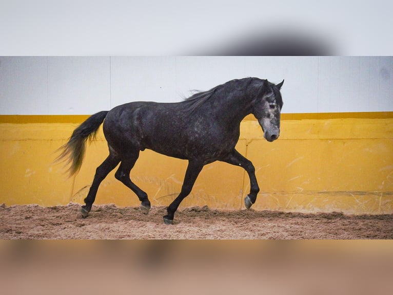 PRE Mix Stallion 6 years 17 hh Grey in Rafelguaraf
