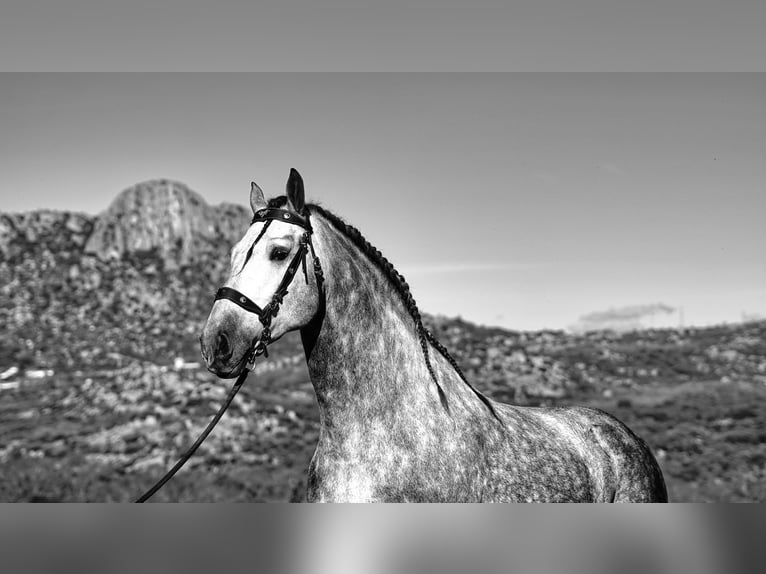 PRE Mix Stallion 6 years 17 hh Grey-Dapple in MADRID