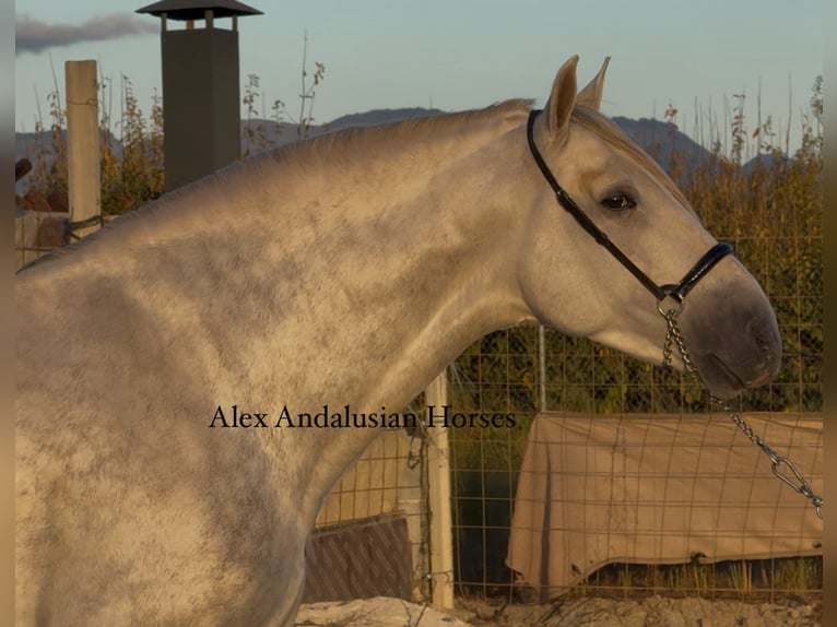 PRE Mix Stallion 6 years 17 hh Grey in Sevilla
