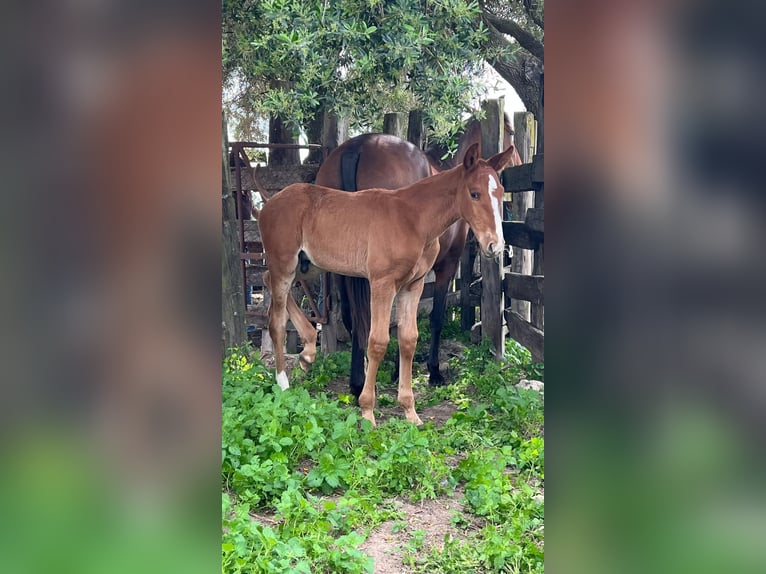PRE Stallion 6 years 17 hh Grey in Fuentes De Andalucia
