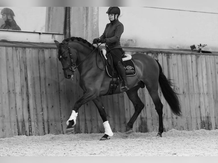 PRE Mix Stallion 6 years 17,1 hh Brown-Light in HEUVELLAND