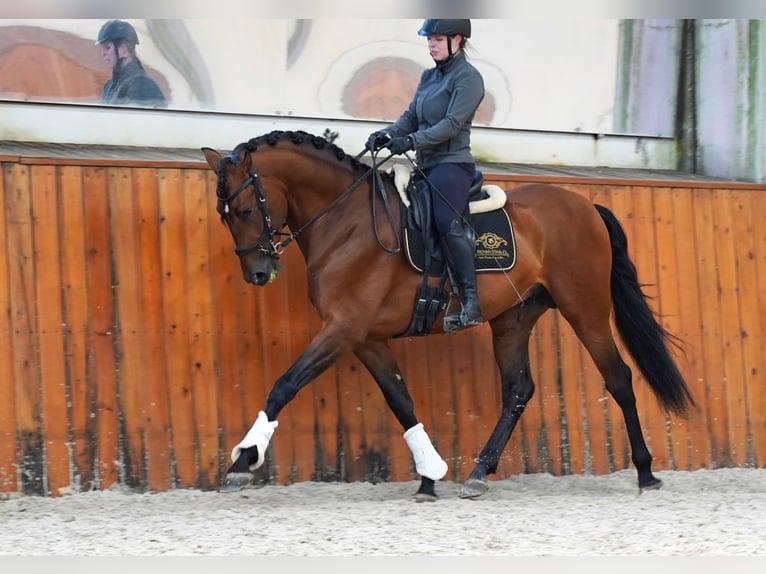 PRE Mix Stallion 6 years 17,1 hh Brown-Light in HEUVELLAND