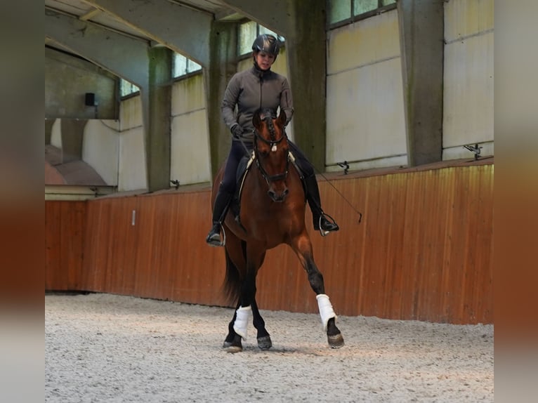 PRE Mix Stallion 6 years 17,1 hh Brown-Light in HEUVELLAND