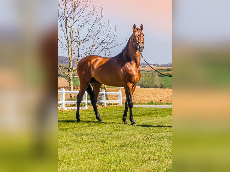 PRE Mix Stallion 6 years 17,1 hh Brown-Light in HEUVELLAND