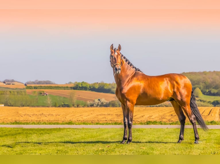 PRE Mix Stallion 6 years 17,1 hh Brown-Light in HEUVELLAND