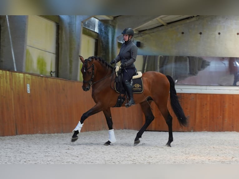 PRE Mix Stallion 6 years 17,1 hh Brown-Light in HEUVELLAND
