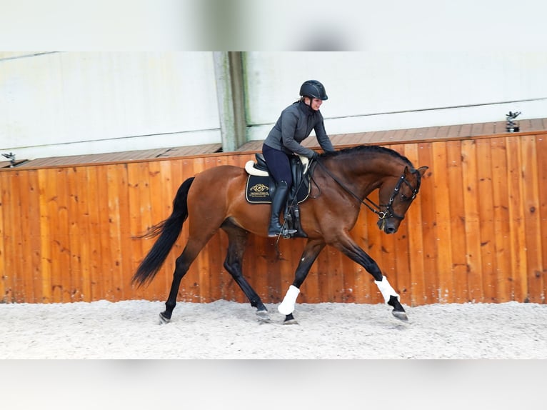 PRE Mix Stallion 6 years 17,1 hh Brown-Light in HEUVELLAND