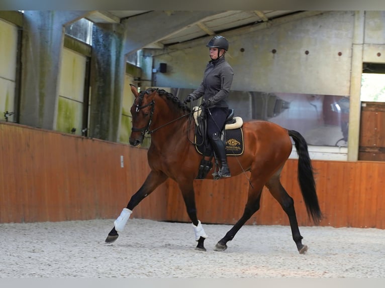 PRE Mix Stallion 6 years 17,1 hh Brown-Light in HEUVELLAND