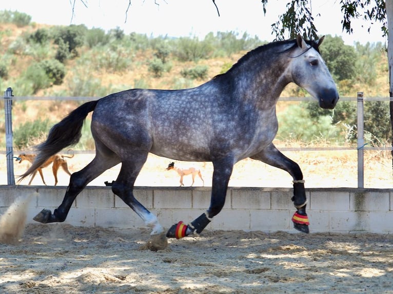 PRE Mix Stallion 6 years 17,1 hh Grey in Navas Del Madro&#xF1;o
