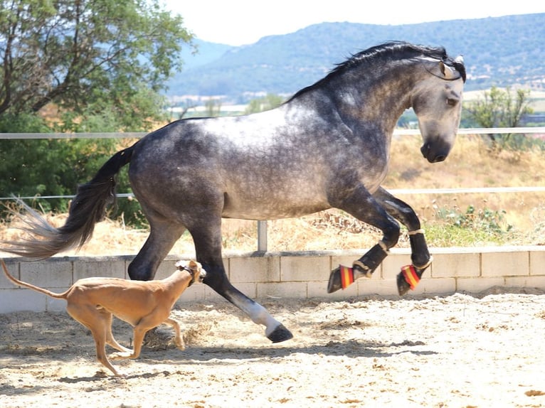 PRE Mix Stallion 6 years 17,1 hh Grey in Navas Del Madro&#xF1;o