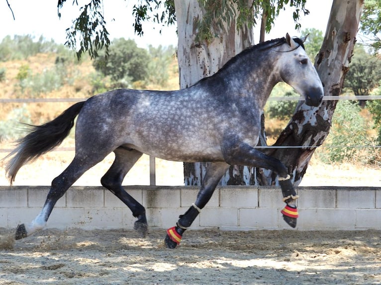 PRE Mix Stallion 6 years 17,1 hh Grey in Navas Del Madro&#xF1;o