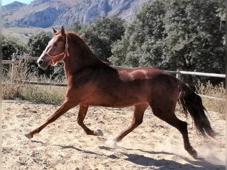 PRE Mix Stallion 7 years 15,1 hh Chestnut in Málaga