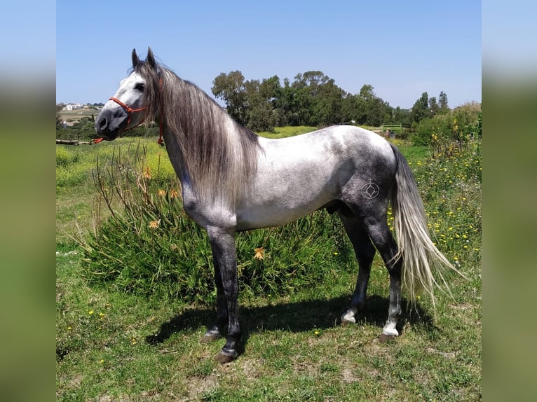 PRE Mix Stallion 7 years 15,1 hh Gray in Sevilla