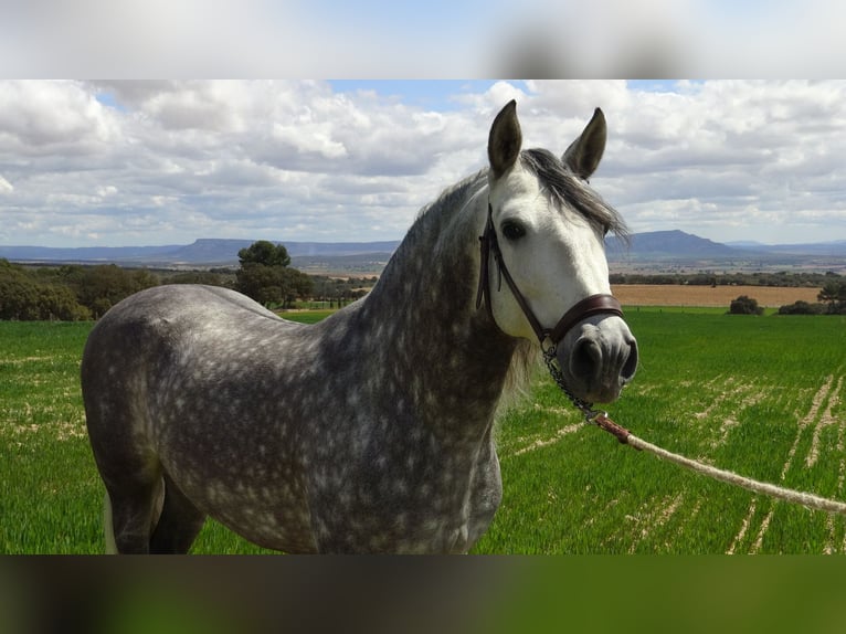 PRE Stallion 7 years 15.1 hh Grey in Alpera