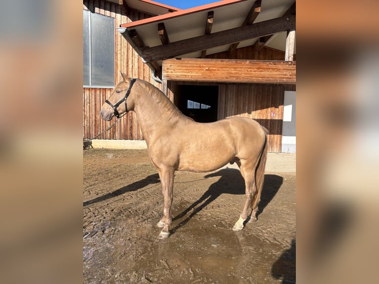 PRE Stallion 7 years 15.1 hh Pearl in Grabenstätt