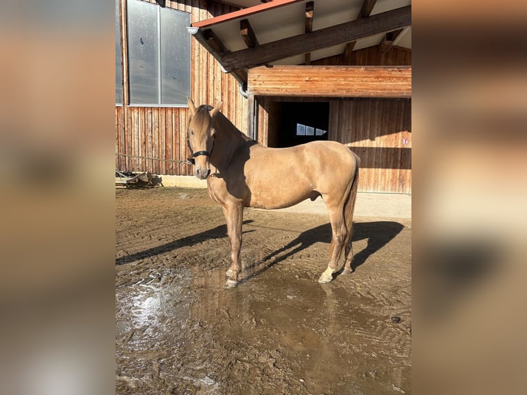PRE Stallion 7 years 15.1 hh Pearl in Grabenstätt