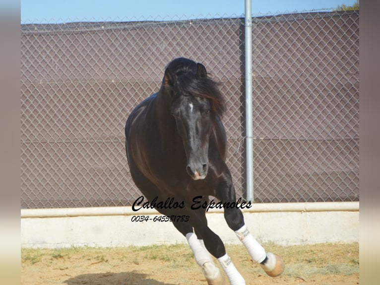 PRE Mix Stallion 7 years 15.2 hh Black in Vejer de la Frontera