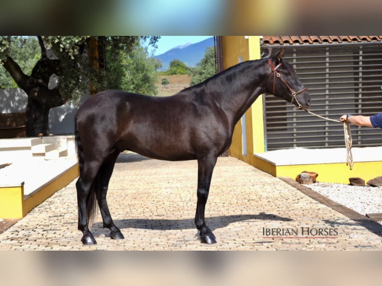 PRE Mix Stallion 7 years 15,2 hh Black in NAVAS DEL MADRONO