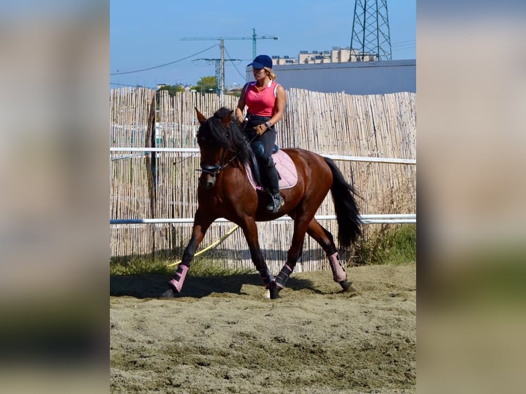 PRE Stallion 7 years 15,2 hh Brown in Valverde Del Majano