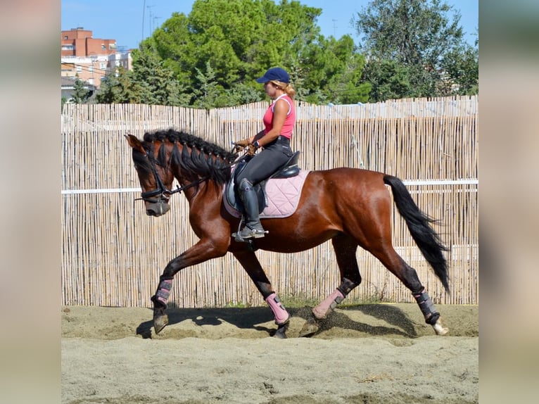 PRE Stallion 7 years 15,2 hh Brown in Valverde Del Majano