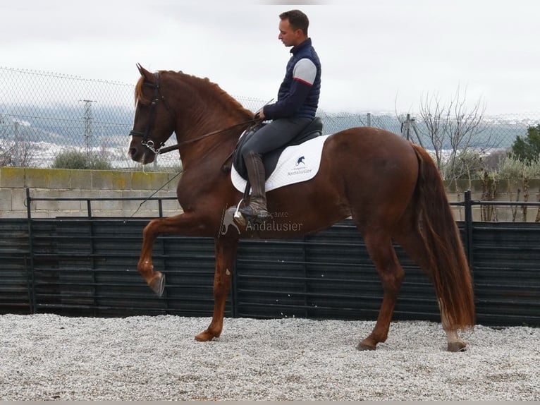 PRE Stallion 7 years 15.2 hh Chestnut-Red in Provinz Granada