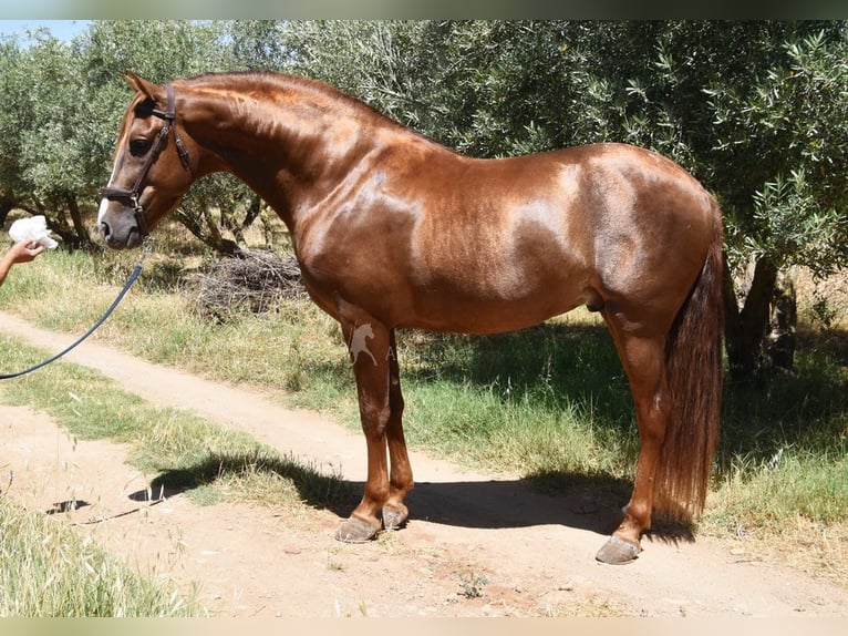 PRE Stallion 7 years 15.2 hh Chestnut-Red in Provinz Granada
