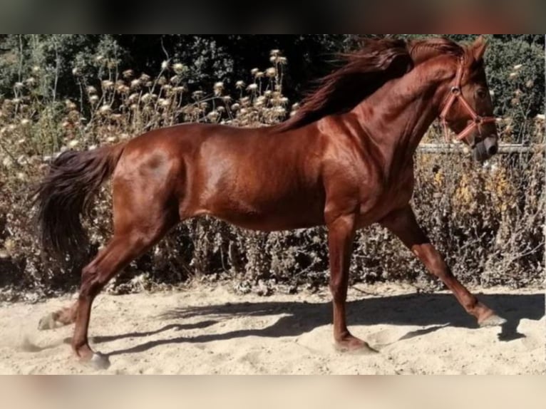 PRE Mix Stallion 7 years 15,2 hh Chestnut-Red in Malaga