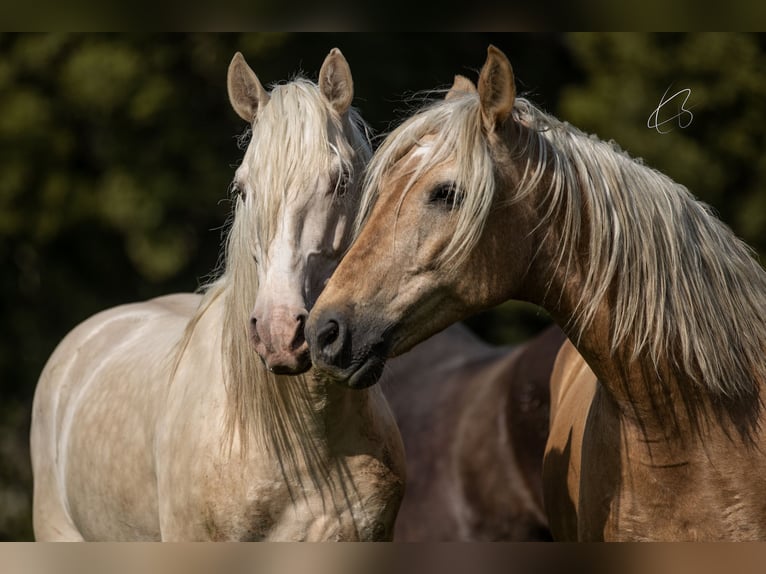 PRE Stallion 7 years 15,2 hh Cremello in Courtomer