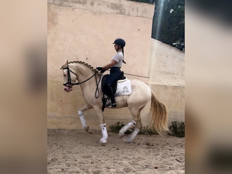 PRE Mix Stallion 7 years 15.2 hh Cremello in Martfeld