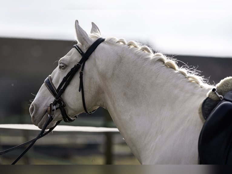 PRE Stallion 7 years 15,2 hh Cremello in Courtomer