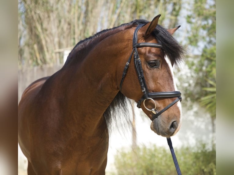 PRE Stallion 7 years 15.2 hh  in Conil de la Frontera