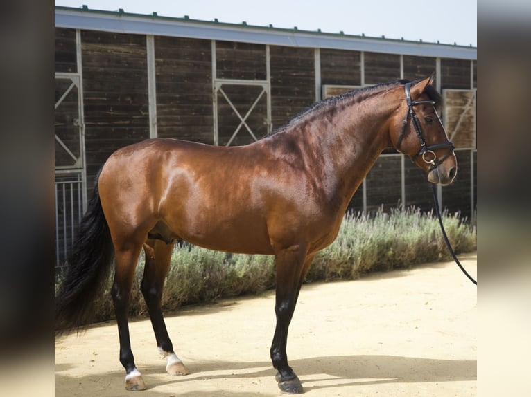 PRE Stallion 7 years 15.2 hh  in Conil de la Frontera